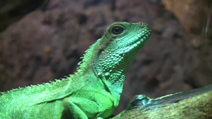 The Earth Amazing Animals