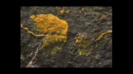 Karunesh - Spirits Of The Forest