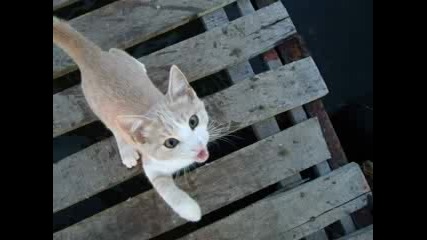 Котенце