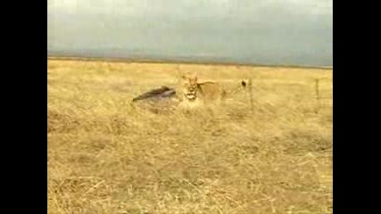 Диво прасе се мисли за бик 