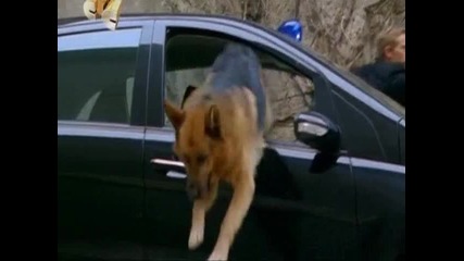 kommissar rex 10 сезон, 2 серия, 6 част 