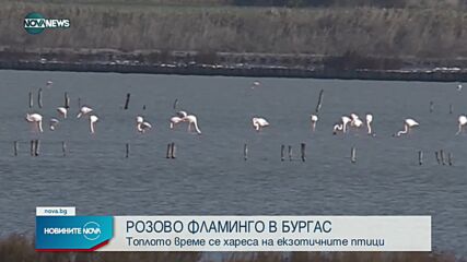 Розово фламинго трайно се засели по родното Черноморие