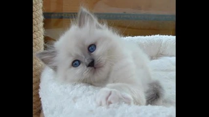 White cats Gatti Bianchi for Suzan Cara
