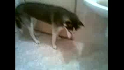 My dog :d