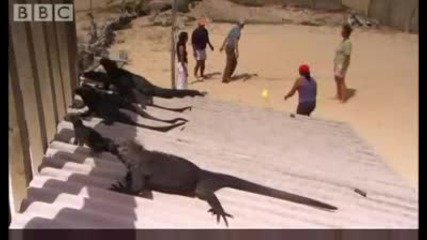 The loneliest animal on the planet - Bbc Animals