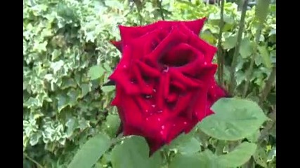 Видео тест със Sony Ericsson Vivaz Pro