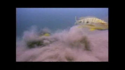 Emperor Cichlid and Terrapin - - National Geographic.flv