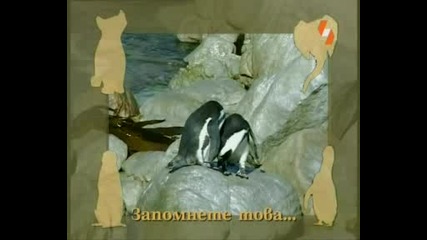Енциклопедия за животни - Пингвин