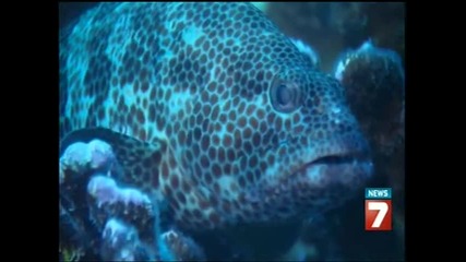 Animals (2)