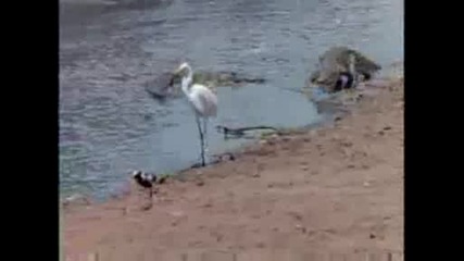 National Geographic - Birds Ant Crocs