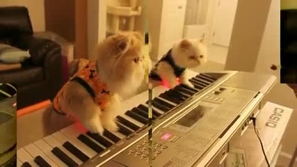 Котета свирят на пиано