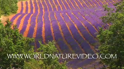 Flower purple lavender fields, Nature Video Stock Footage