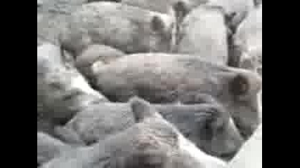 6oparlyagi