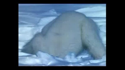 полярна мечка яде пингвин