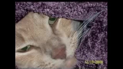 Buttercup - The Stupid Cat.flv
