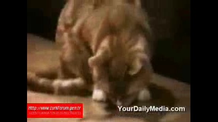 Говорещи котки - Смях!