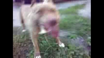 Lud Pitbull 