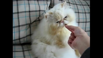 Cute Kitten 