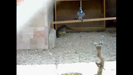 Zoo Пазарджик Остров Свобода 2