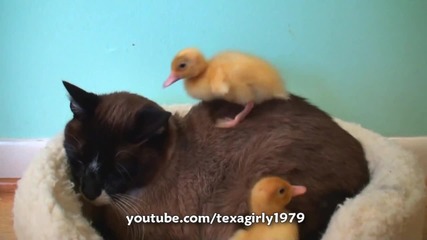 Патенца И Котка Приятели 