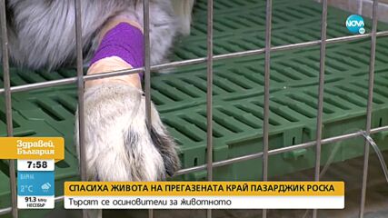 Протест заради прегазеното куче в Мало Конаре