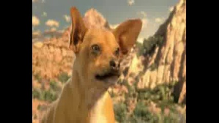 Viva Chihuahuas