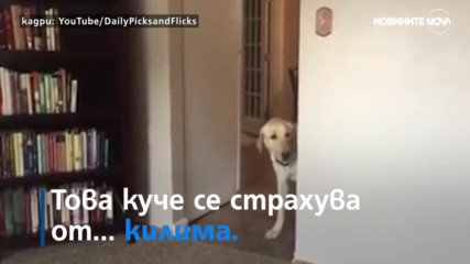 Куче изпитва ужас от килими
