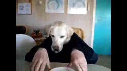 Как закусва едно куче - Смях 
