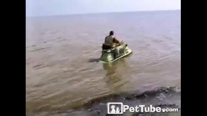 Куче обича да се вози на джет