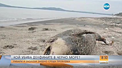 Кой убива делфините в Черно море?