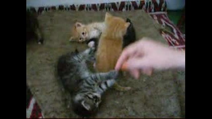 Много Малки Сладки Котенца