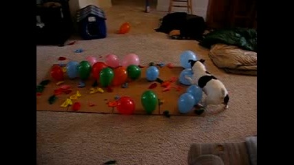 Куче пука балони (смях) 