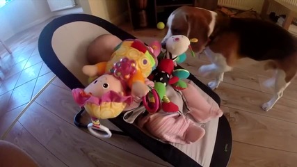 Куче отнема играчка от бебе , чувства се виновно след това