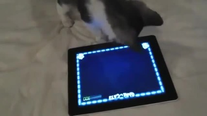 Сладко котенце играе на Ipad