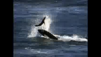 Китове Убийци на лов за морски лъвове