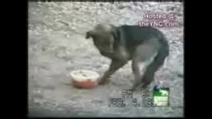 Funny Dogs.3gp