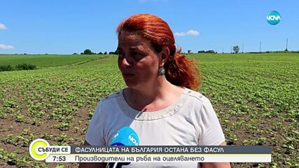 Без български боб на трапезата: Сушата унищожи и тази реколта