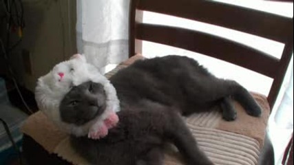 Котка си слага шапка на зайче 