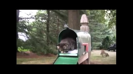 Сладко малко котенце