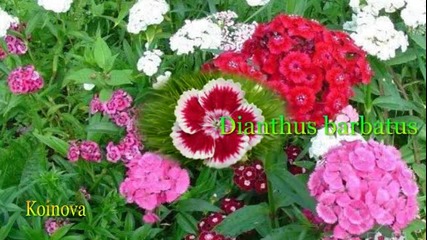 Dianthus barbatus