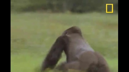 Gorilla vs. Gorilla