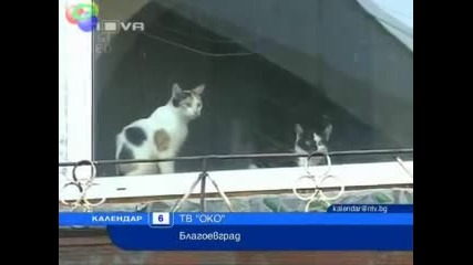 Жена отглежда 27 котки и едно куче