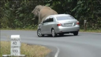 Слон се забавлява с колите по пътя