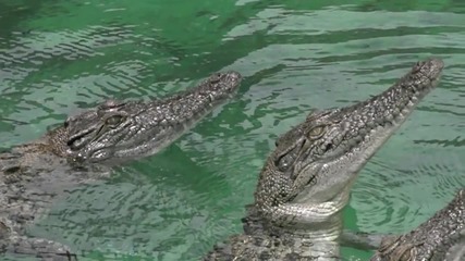 Скокове на крокодили на забавен каданс