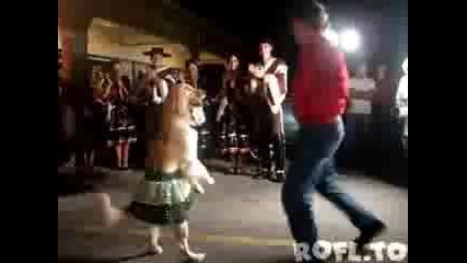 Куче танцува меренге