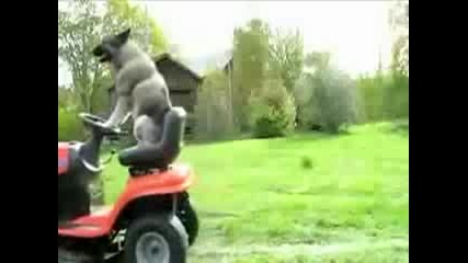 Куче - Тракторист 