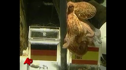 Октоподът оракул предсказва 