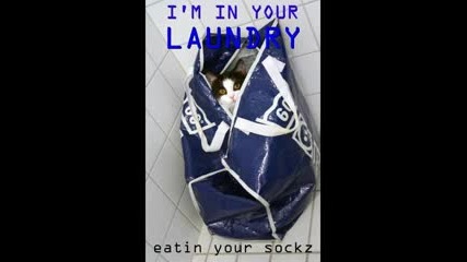 Смешни снимки на котки