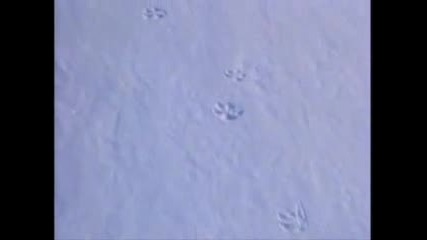 Би2 - Волки