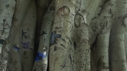 Огромно дърво със Света Богородица 